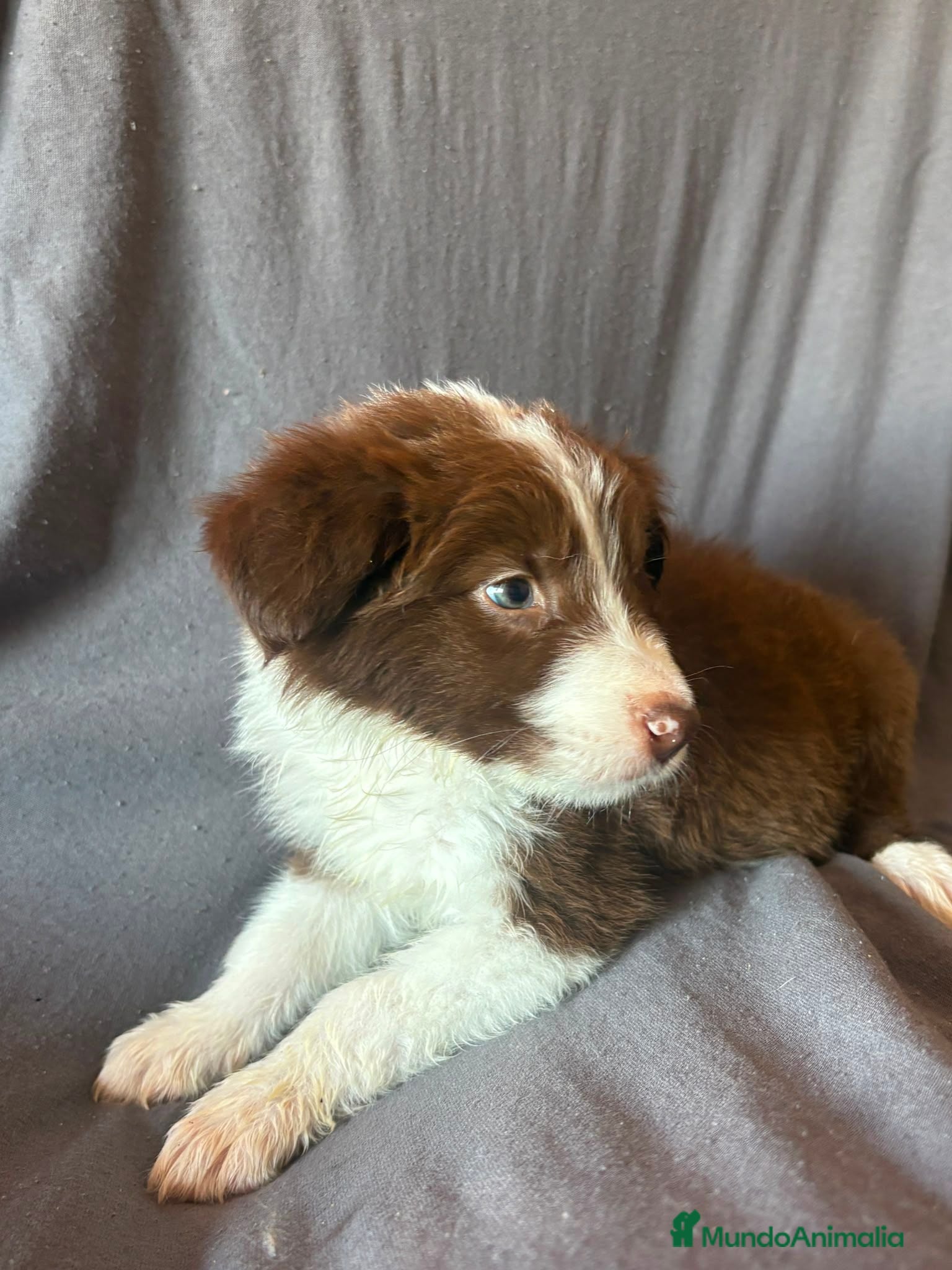 Border Collie perros BORDER COLLIE - Anuncio 2