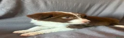 Border Collie perros en venta: BORDER COLLIE - Anuncio 1
