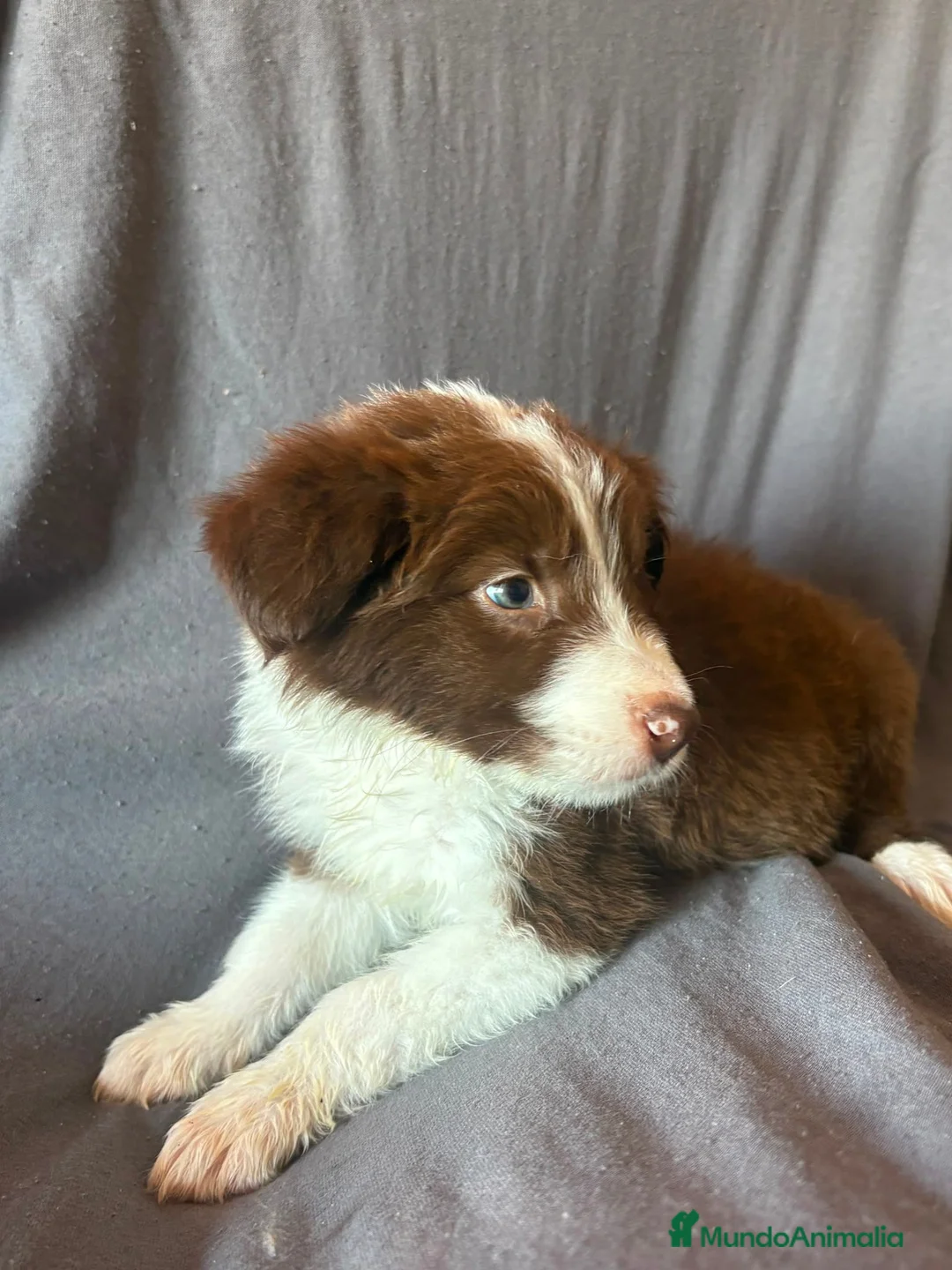 Border Collie perros en venta: BORDER COLLIE - Anuncio 1