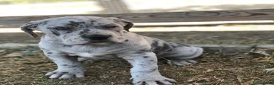 Cane Corso 2