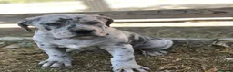 Cane Corso perros en venta: Cane corsos también merles - Anuncio 3