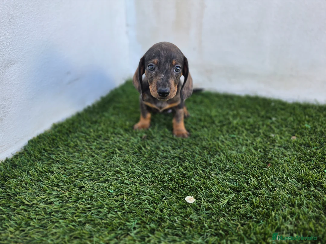 Teckel Miniatura perros en venta: TECKEL MINIATURA ARLEQUIN  - Anuncio 1