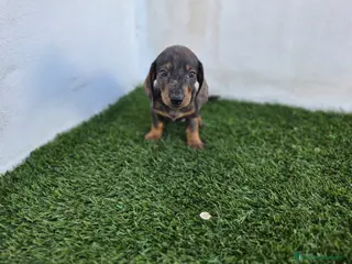 Teckel Miniatura perros TECKEL MINIATURA ARLEQUIN - Anuncio 1