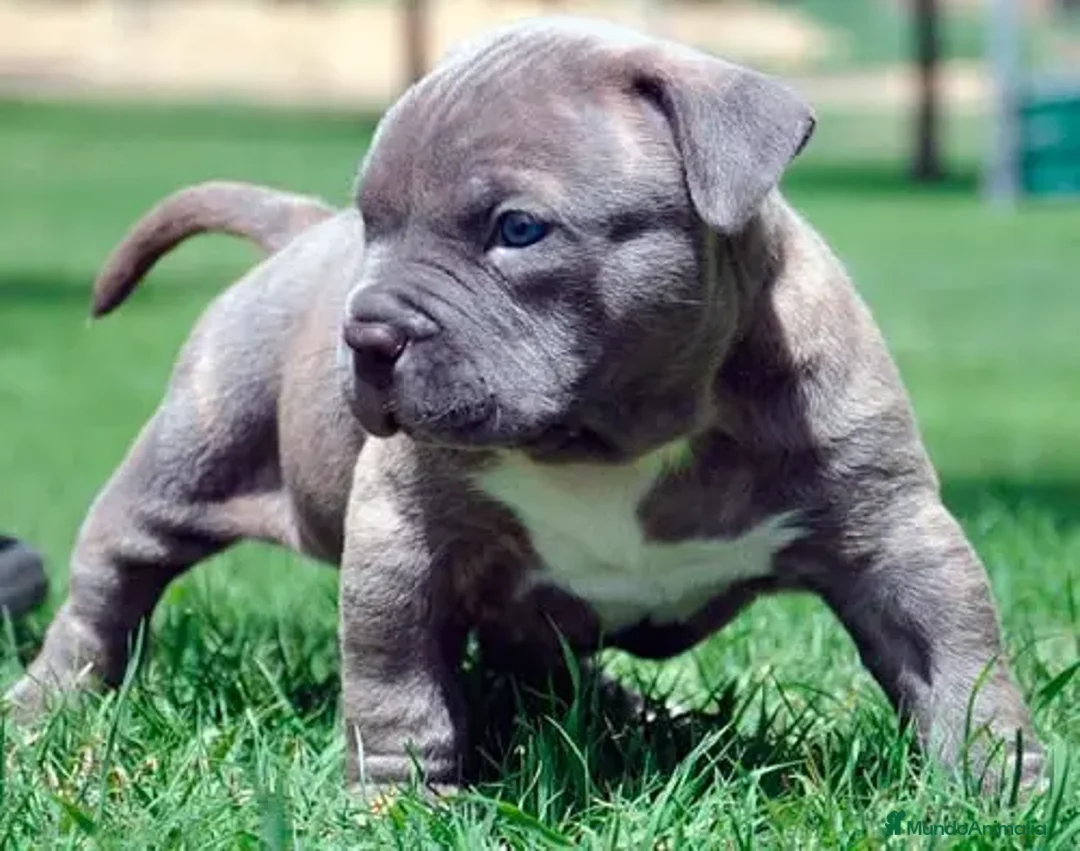 American Staffordshire-Terrier perros en venta: AMERICAN STAFFORD BLUE 631 67 03 85 - Imagen 3