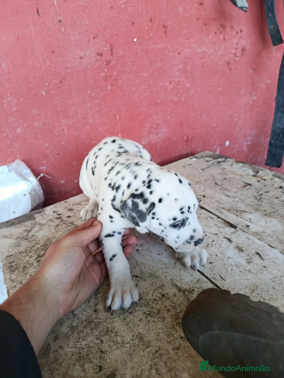 Dálmata perros en venta: Preciosos dálmatas disponibles  - Anuncio 5
