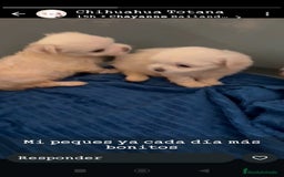Bichón Maltés perros en venta: Bichón toy - Imagen 3