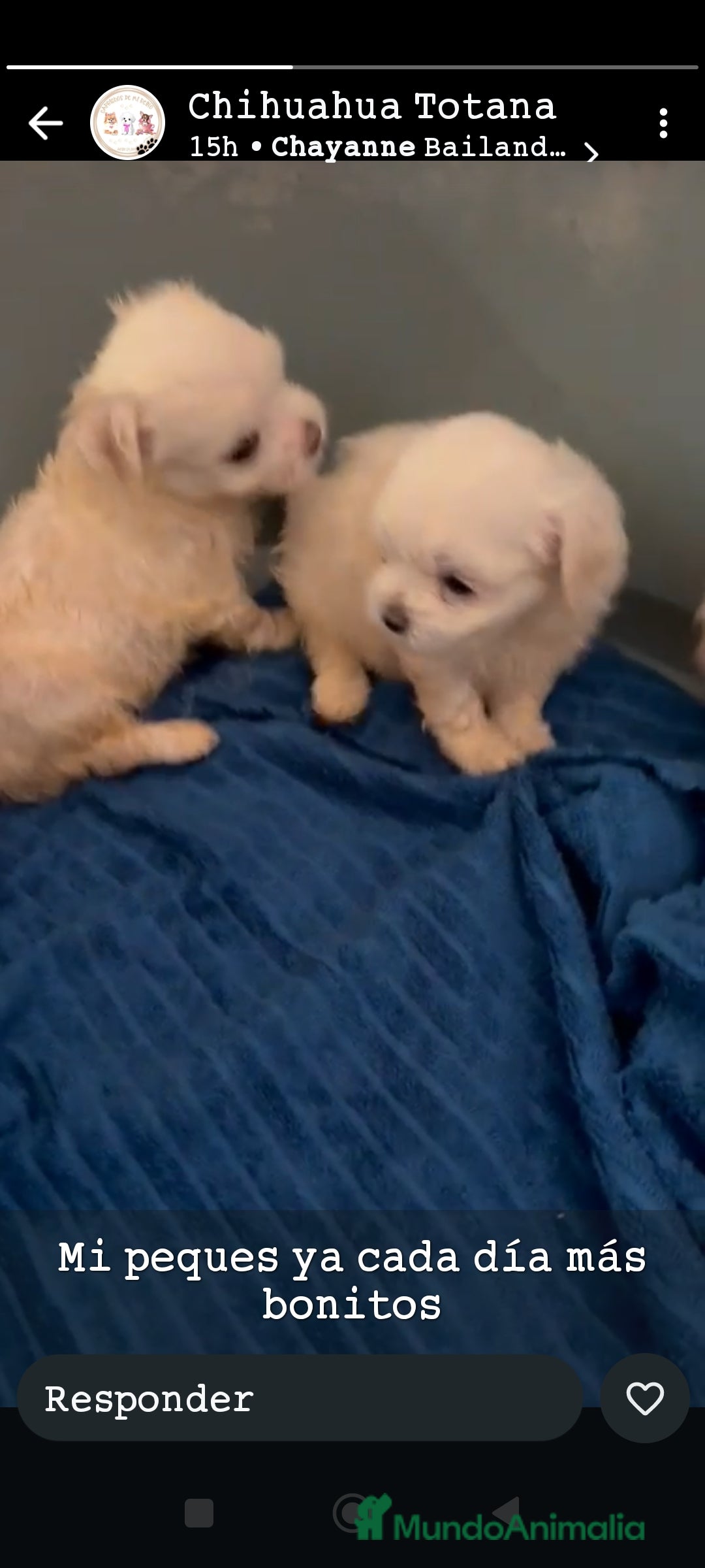 Bichón Maltés perros en venta: Bichón toy - Imagen 3
