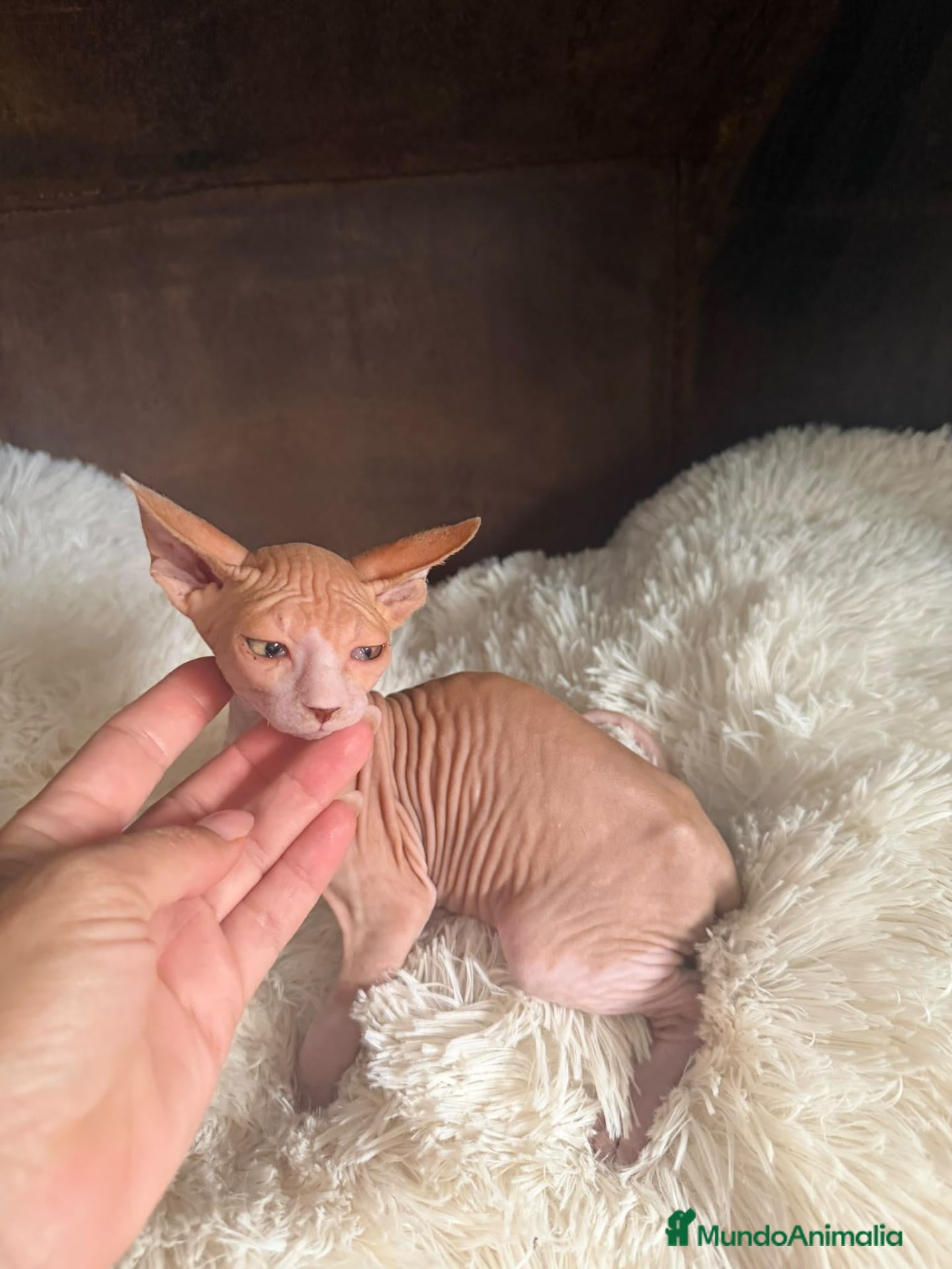 Sphynx gatos Sphynx Macho disponible  - Anuncio 2