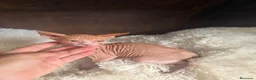 Sphynx gatos en venta: Sphynx Macho disponible  - Anuncio 1