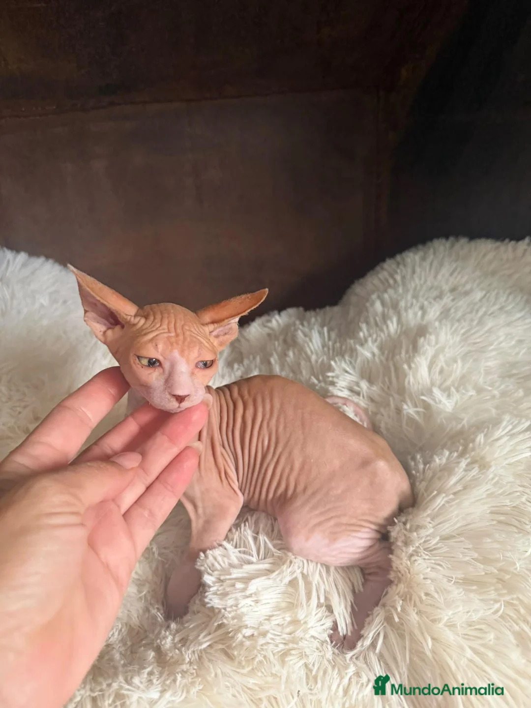Sphynx gatos en venta: Sphynx Macho disponible  - Anuncio 1