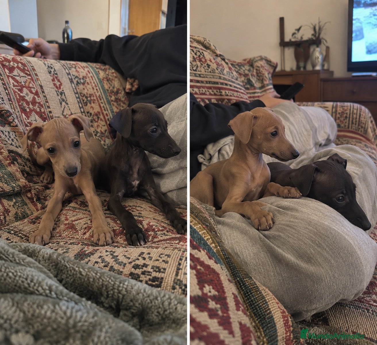 Pequeño Lebrel Italiano perros GALGO ITALIANO - PUPPY - TODA ESPAÑA  - Anuncio 2