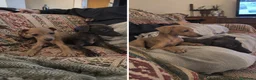 Pequeño Lebrel Italiano perros en venta: GALGO ITALIANO - PUPPY - TODA ESPAÑA  - Anuncio 1