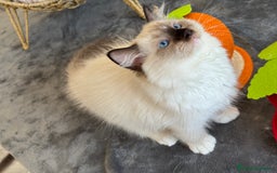 Ragdoll gatos en venta: Camada Ragdoll - Imagen 22