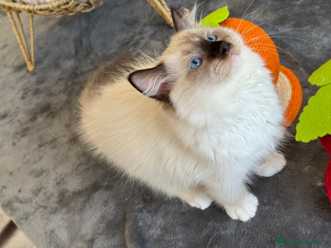 Ragdoll gatos en venta: Camada Ragdoll - Imagen 22