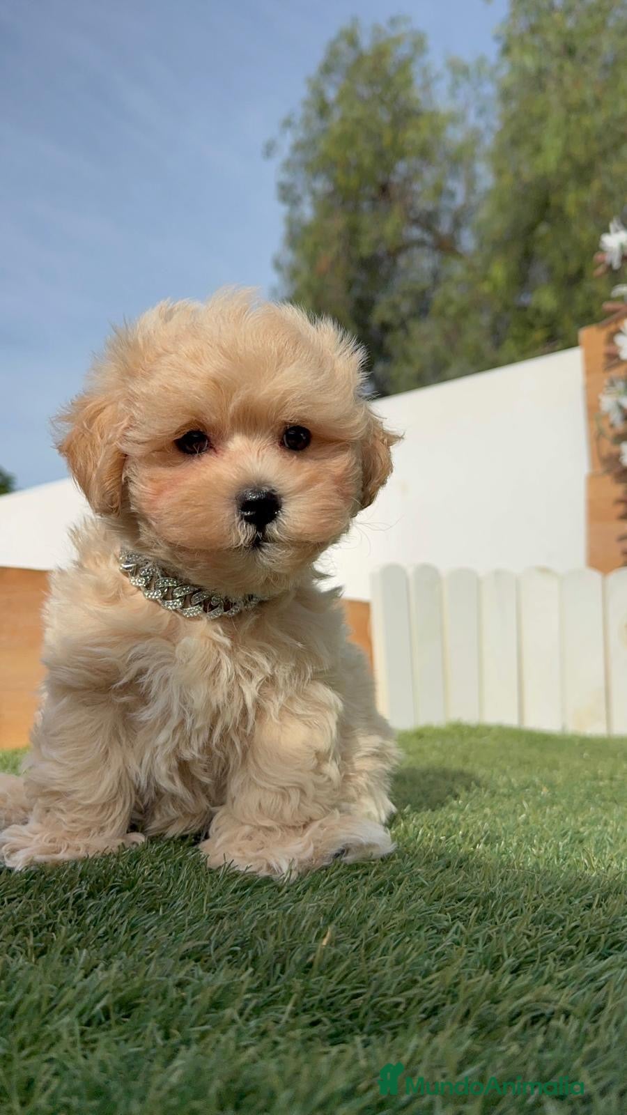 Maltipoo perros MALTIPOO  - Anuncio 2
