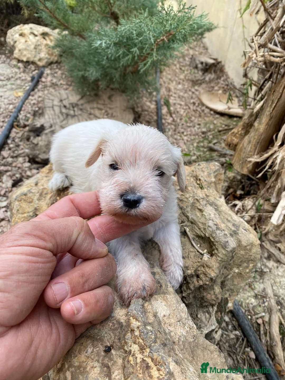 Schnauzer Miniatura perros en venta: Schnauzer blanco mini  en Segovia - Anuncio 3