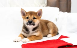 Shiba Inu perros en venta: Camada de Shiba-Inu  - Anuncio 9