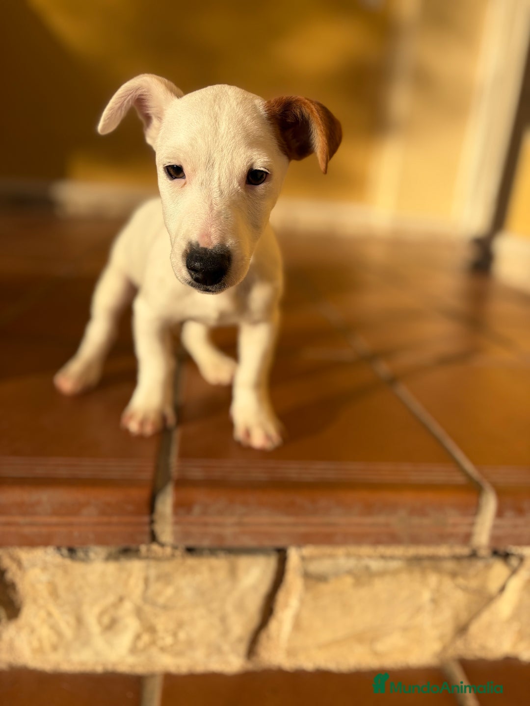 Jack Russell Terrier perros en venta: Cachorro macho de Jack Russell  - Anuncio 26