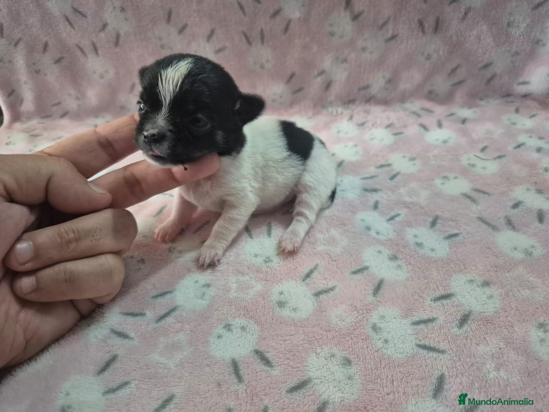 Chihuahua perros en venta: Exclusivos chihuahua rusos - Imagen 2