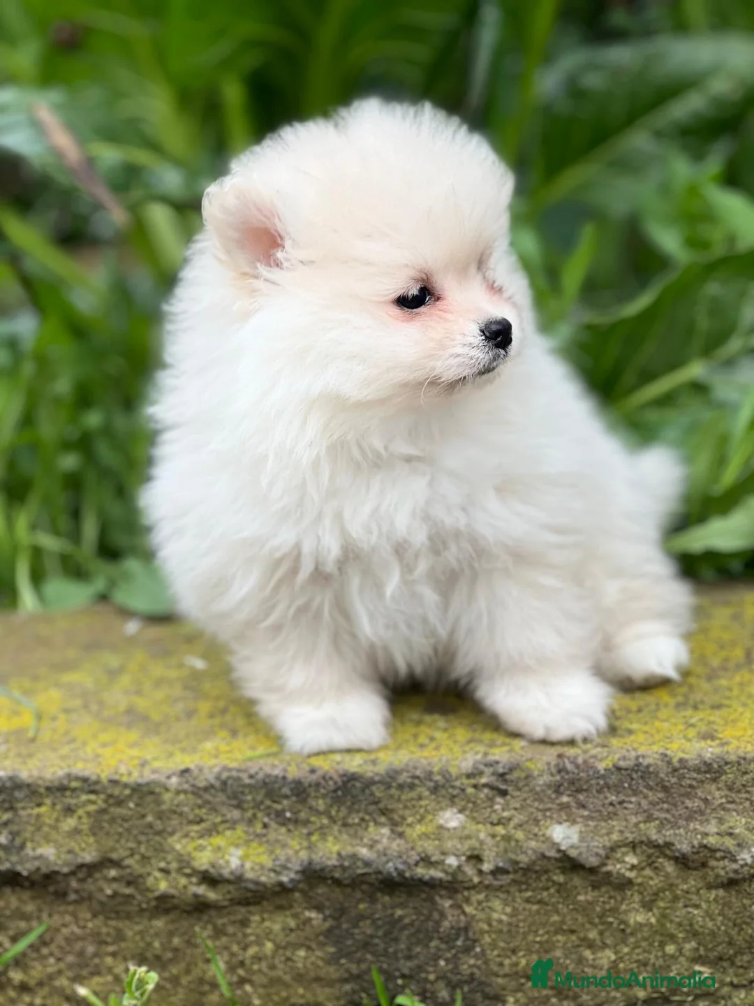 Pomerania perros en venta: Pomerania  en Barcelona - Anuncio 4