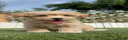 Maltipoo perros en venta: MALTIPOO  - Anuncio 9