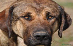 Mastín Español perros en venta: Camadas de Mastín Español Autóctono Tradicional - Imagen 4