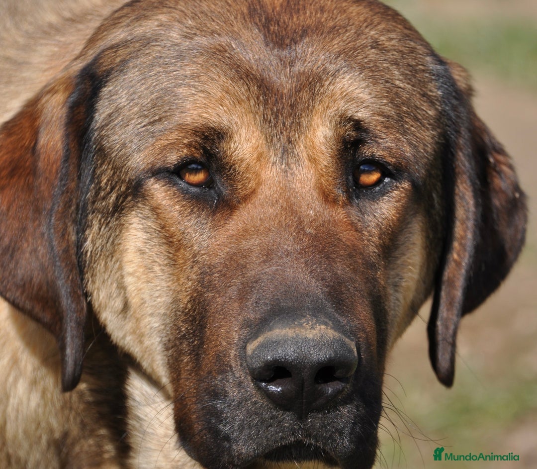 Mastín Español perros en venta: Camadas de Mastín Español Autóctono Tradicional - Imagen 4