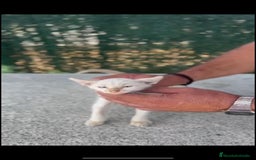 Siamés gatos en venta: SIAMES RED POINT - Imagen 2
