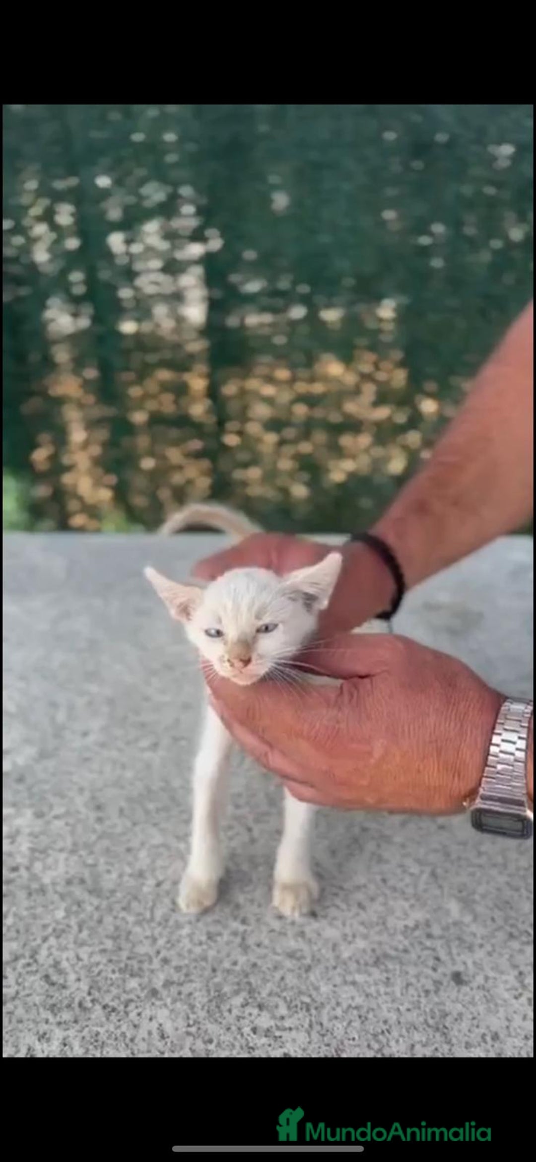 Siamés gatos en venta: SIAMES RED POINT - Imagen 2