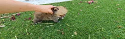Pomerania perros en venta: Pomerania Toy Top  - Anuncio 3