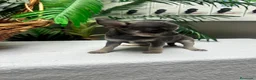 Chihuahua perros en venta: CHIHUAHUA BLUE - Anuncio 11