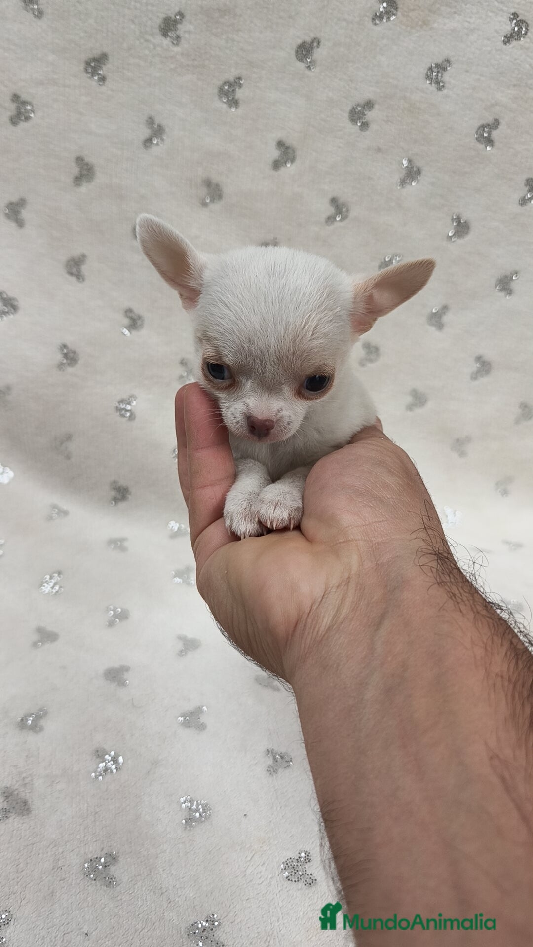 Chihuahua perros en venta: Mini Toy, miniatura 💯 x 💯 - Anuncio 5