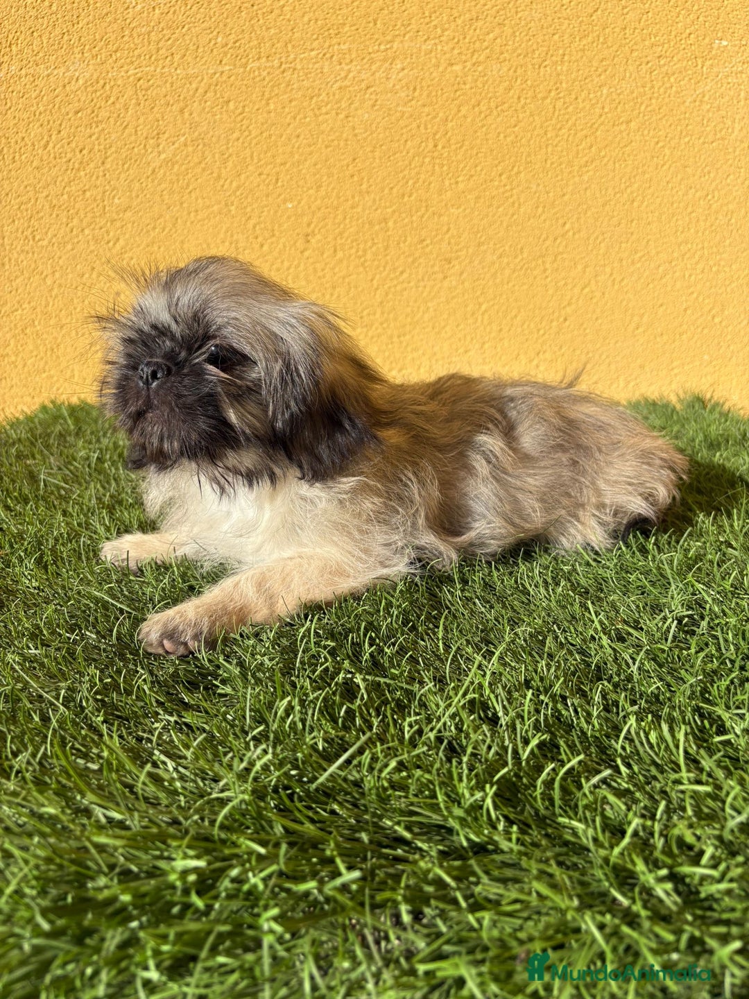 Pekinés perros en venta: pekinesa imperial hembra muy peluda - Imagen 10