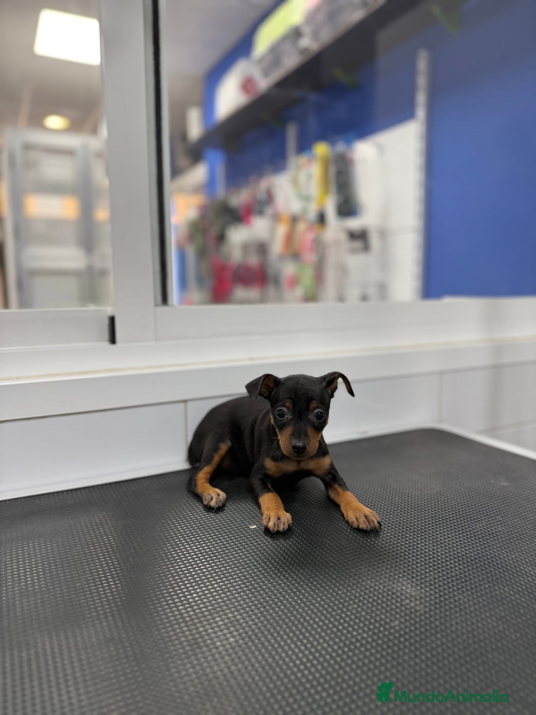 Pinscher Miniatura perros en venta: Cachorros Pinscher 500€ ¡PRECIO REAL! - Anuncio 5