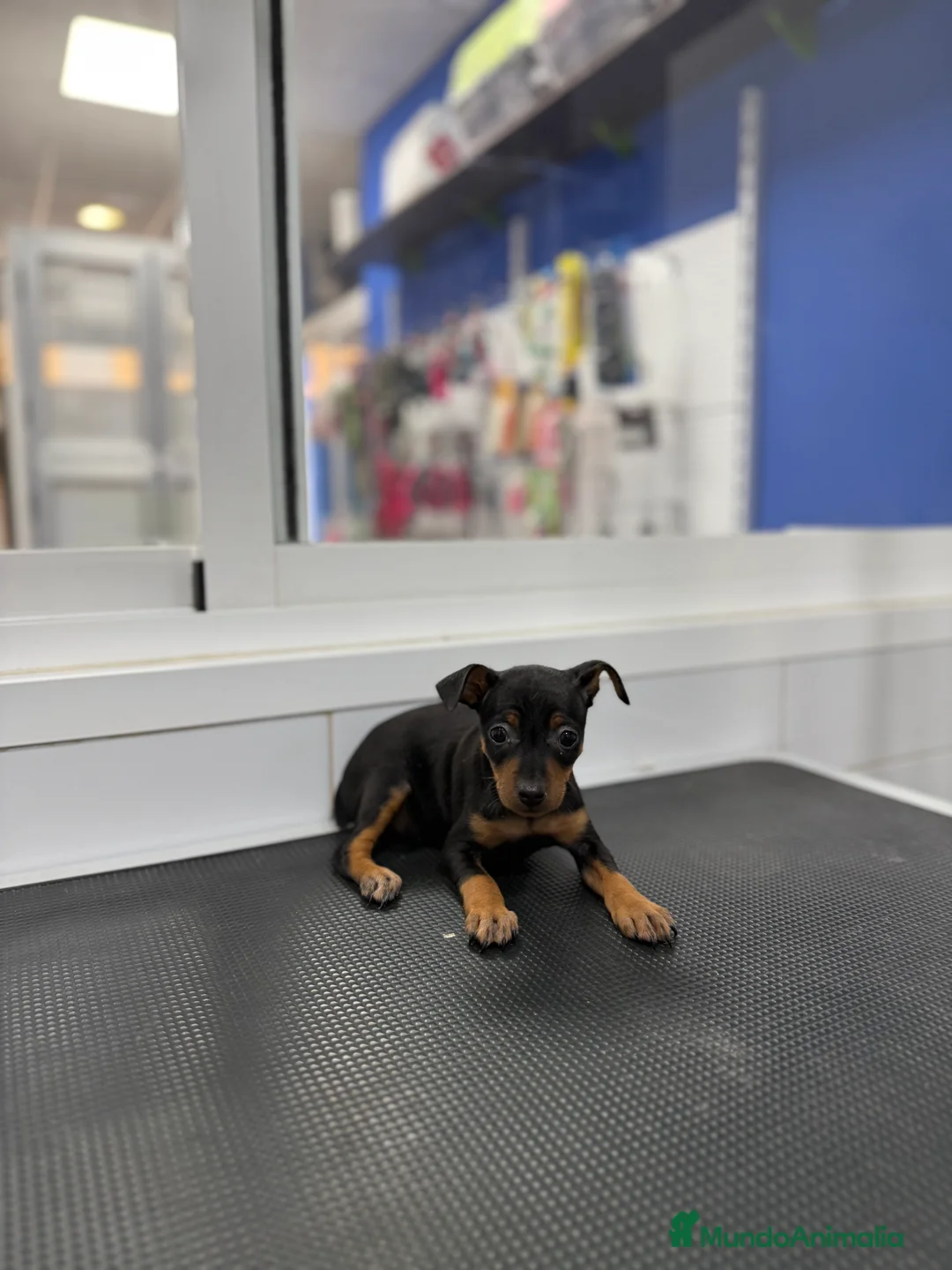 Pinscher Miniatura perros en venta: Cachorros Pinscher 500€ ¡PRECIO REAL! - Anuncio 5