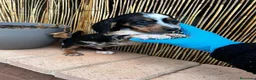 Teckel perros en venta: TECKEL//// LÍNEAS EXCLUSIVAS  en Badajoz - Anuncio 4