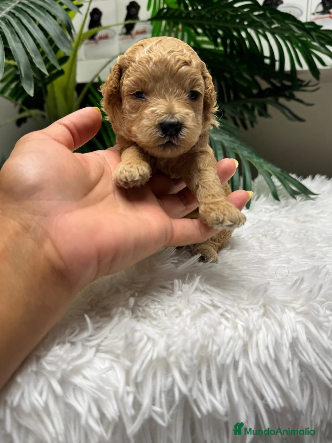 Caniche Enano perros en venta: CANICHE ENANO - Anuncio 29