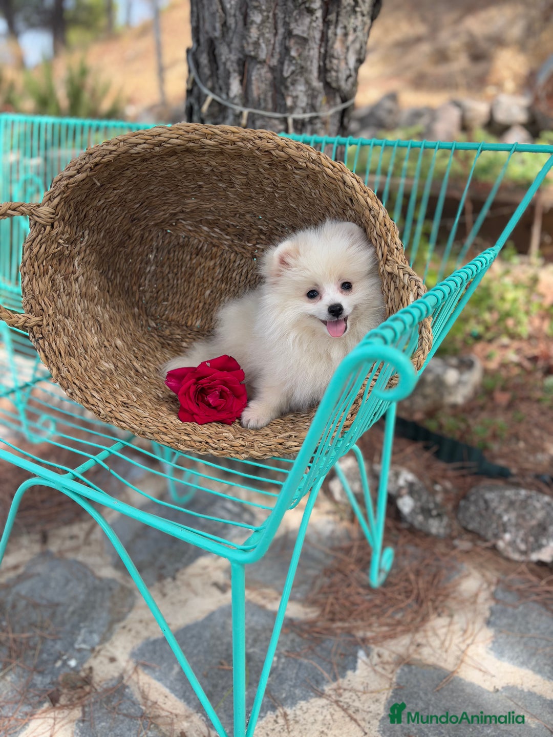 Pomerania perros en venta: Pomerania hembra disponible !!!! - Imagen 2