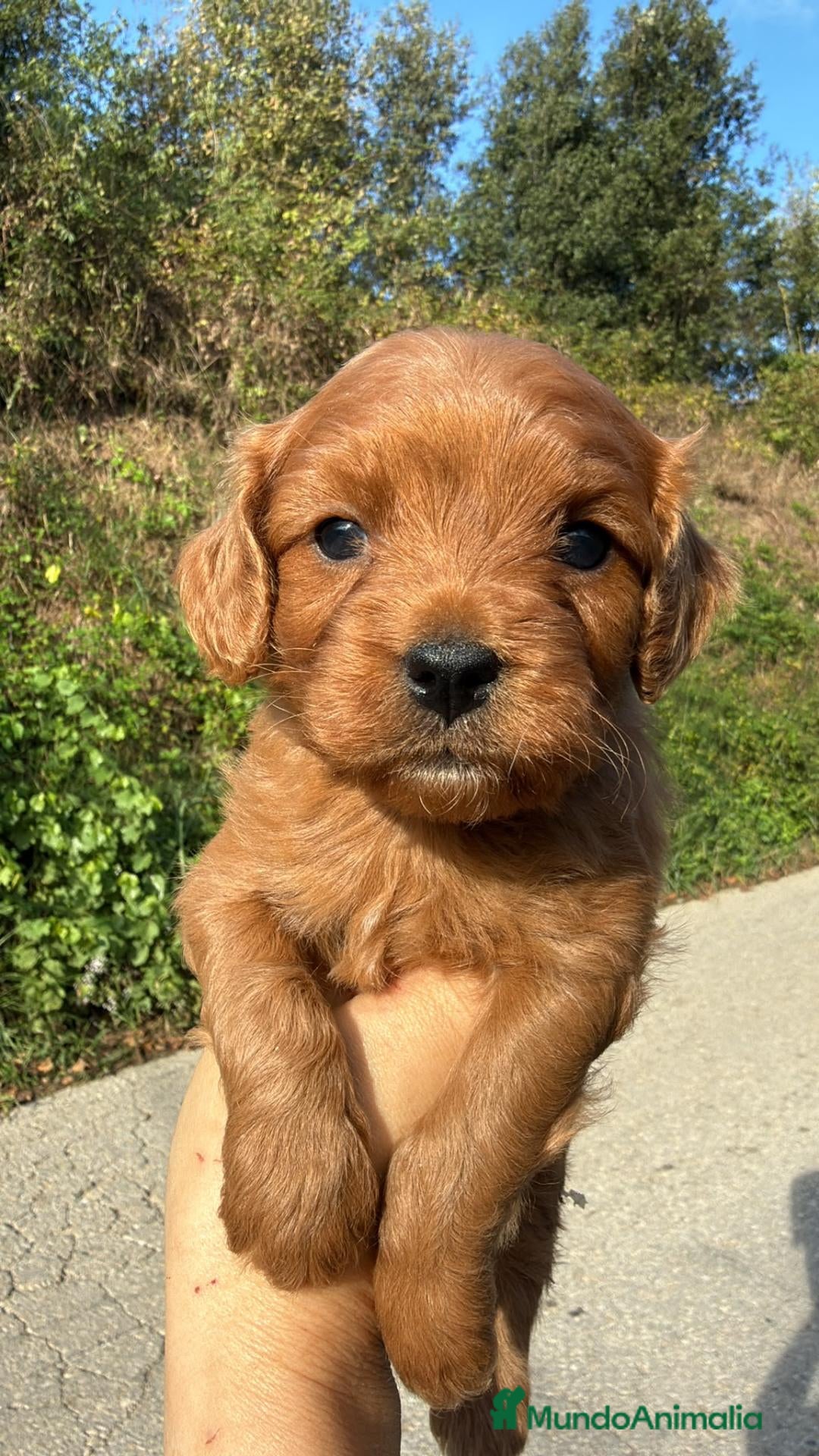 Cavapoo perros CRIADERO DE CAVAPOO EN CATALUÑA  - Anuncio 1