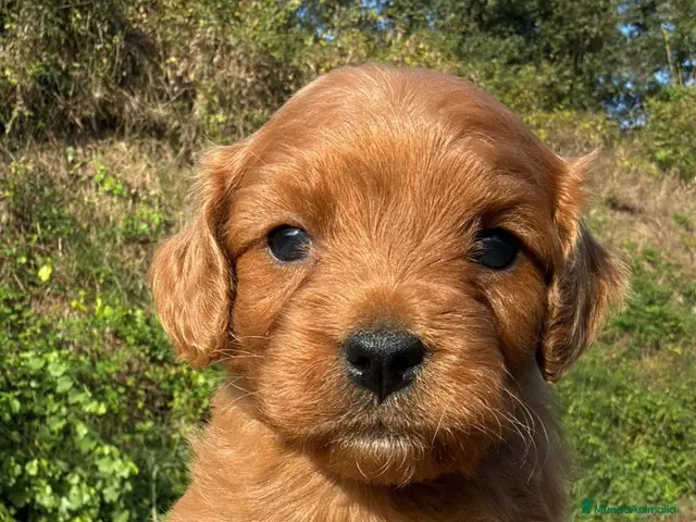 Cavapoo perros en venta: CRIADERO DE CAVAPOO EN CATALUÑA - Anuncio 1