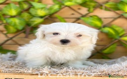 Bichón Maltés perros en venta: Camada de Gala  - Imagen 3
