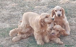 Cocker Spaniel Inglés perros en venta: Cocker  - Imagen 4
