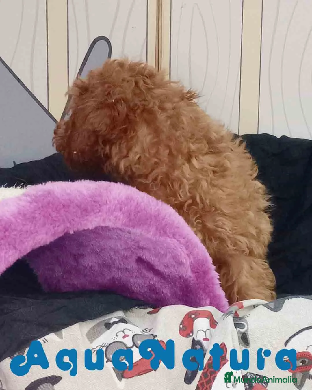 Caniche Enano perros en venta: Caniche Macho de Camila y Can 6158 - AQUANATURA en Barcelona - Anuncio 2
