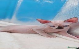 Sphynx gatos en venta: Preciosa camada de gatitos sphynx  - Imagen 5