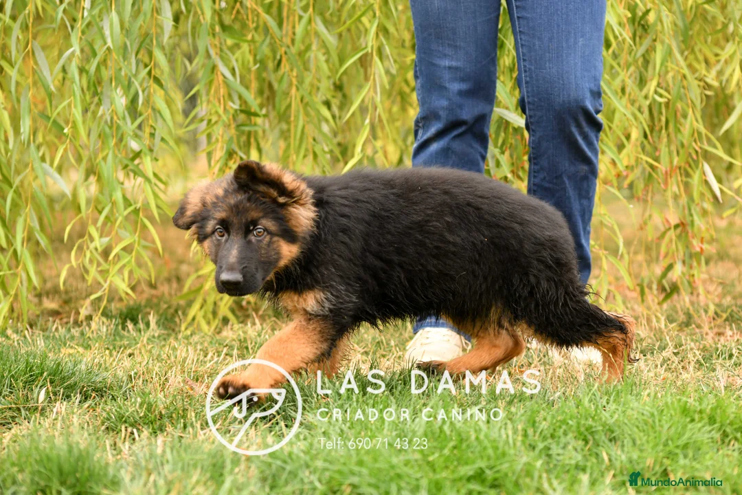 Pastor Alemán perros en venta: Pastor alemán próxima camada - Anuncio 5