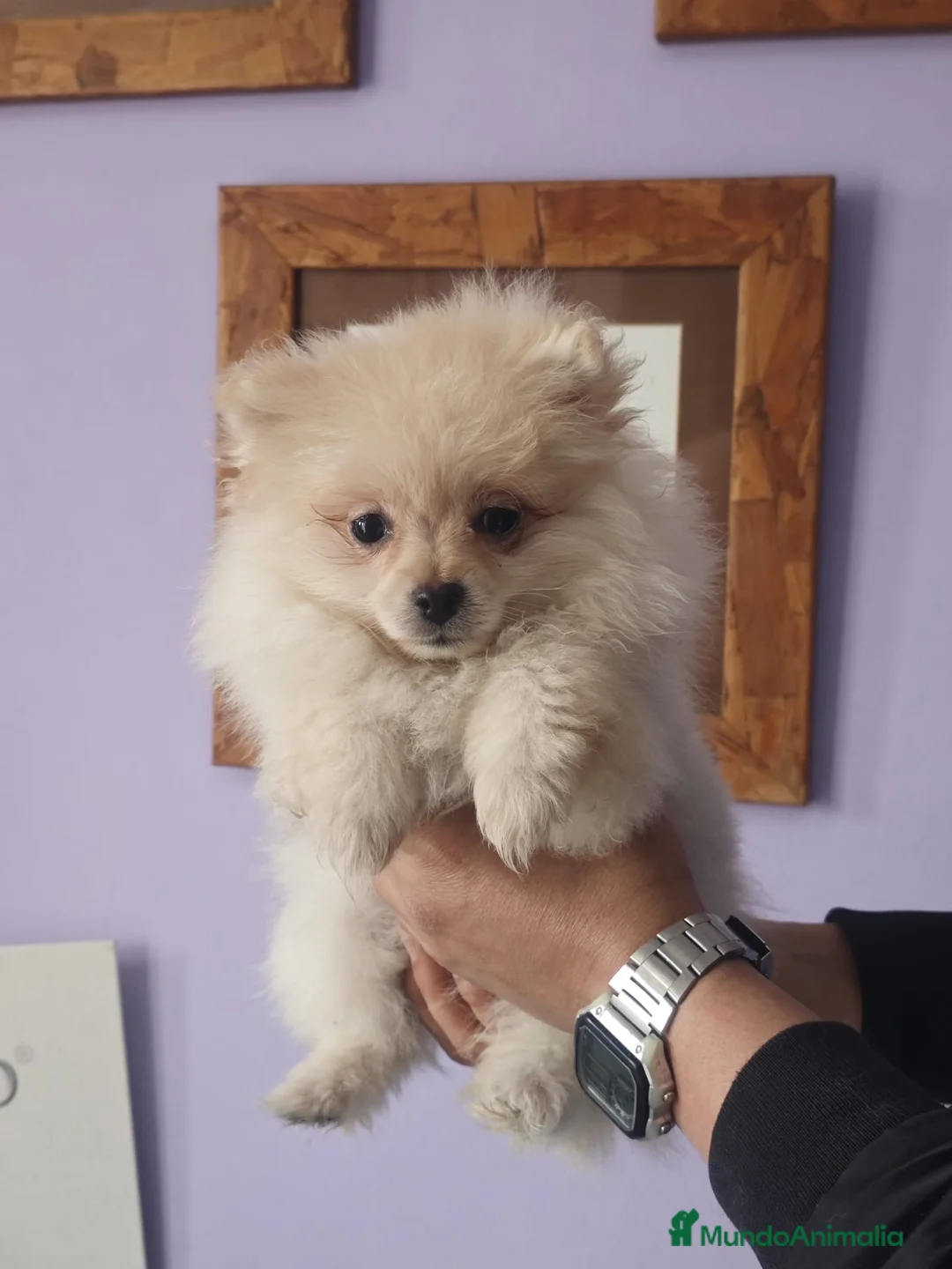 Pomerania perros en venta: POMERANIA LULU crema osito - Anuncio 2
