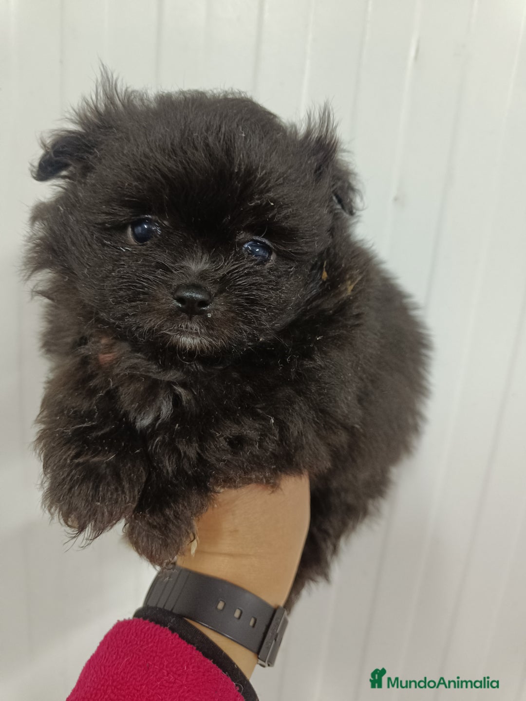 Raza Mixta perros en venta: Pomerania mix bichon - Anuncio 4