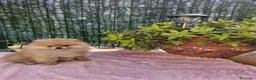 Pomerania perros en venta: lulu de Pomerania - Anuncio 5