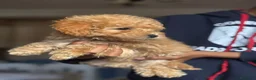 Caniche Toy perros en venta: Caniche toy  - Anuncio 7