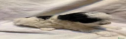 Caniche Toy perros en venta: CANICHE PARTICOLOR - Anuncio 5